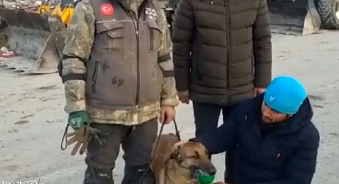 الكلبة سيلا