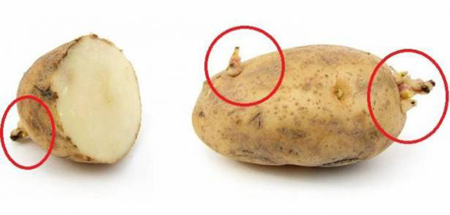 البطاطس المنبثقة