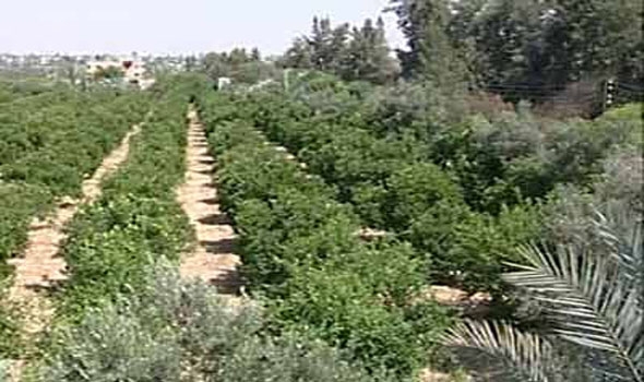 مزارع يثير الجدل بأكبر خيارة في العالم ..لن تتوقع حجمها 