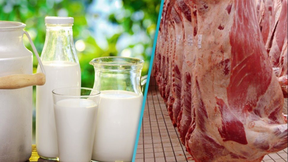 اللحوم والألبان 