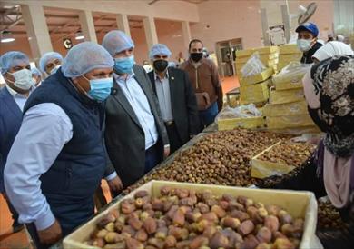 بلح  الوادي الجديد