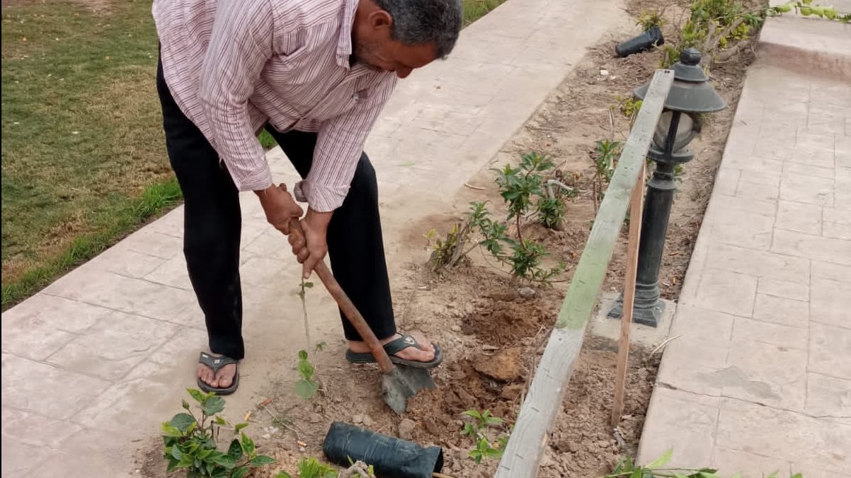 زراعة 100 شجرة بمكتبة مصر العامة بدمنهور