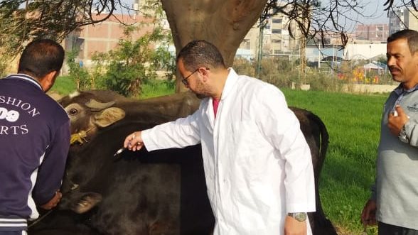 وقاية الثروة الحيوانية