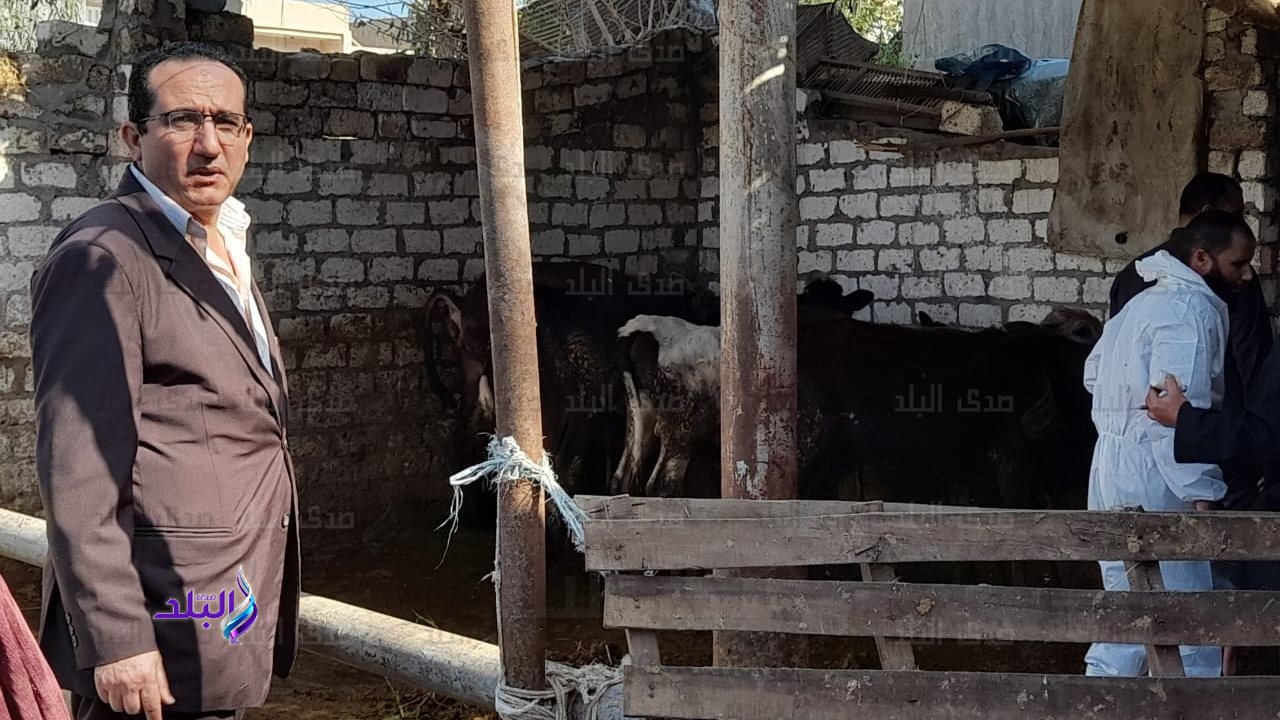 تحصين المواشي 