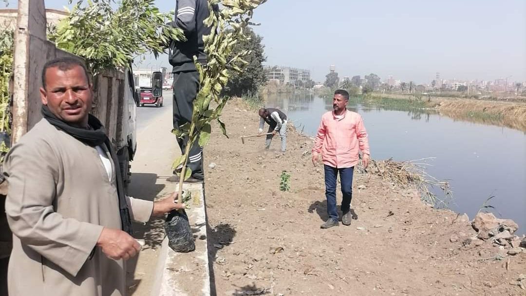 زراعة أشجار مثمرة بطنبدي 