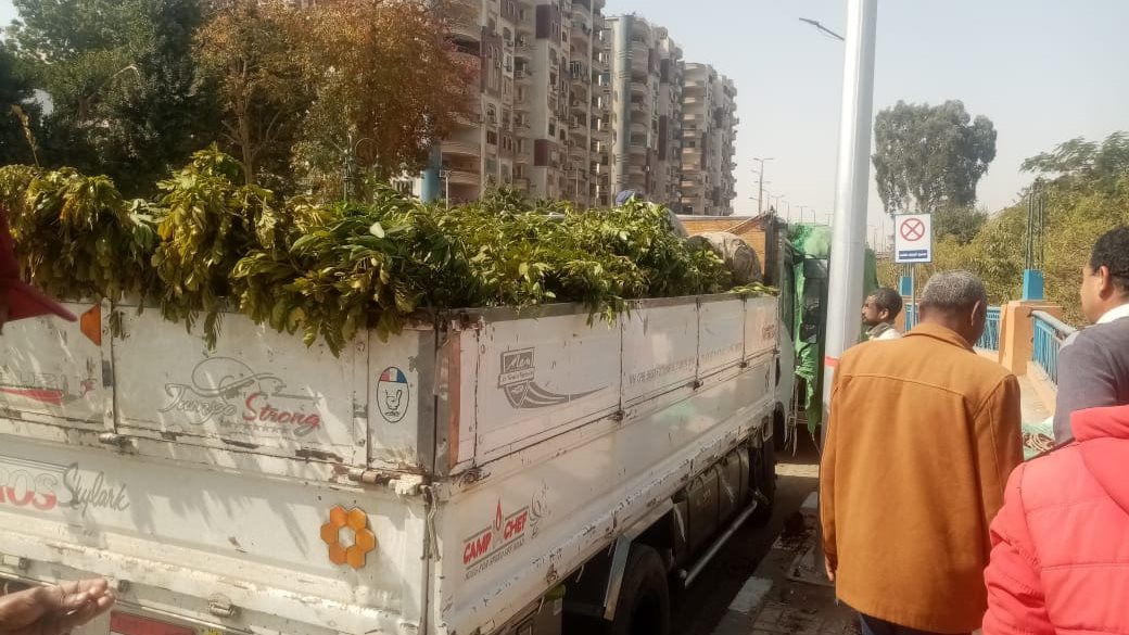 وصول 6600 شجرة لزراعتها بأسيوط 