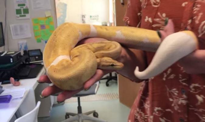 الثعبان الآمن