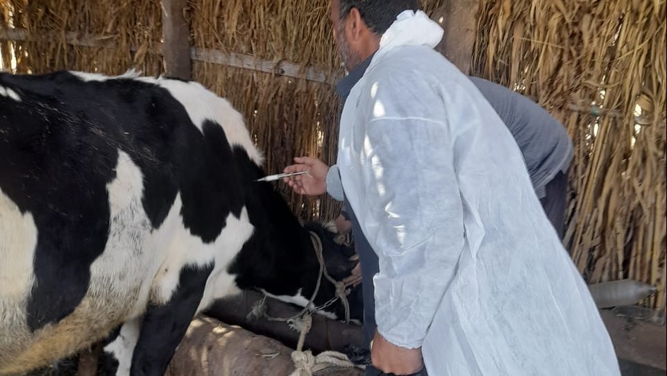 تحصين 27013 رأس ماشية خلال الحملة القومية للتحصين