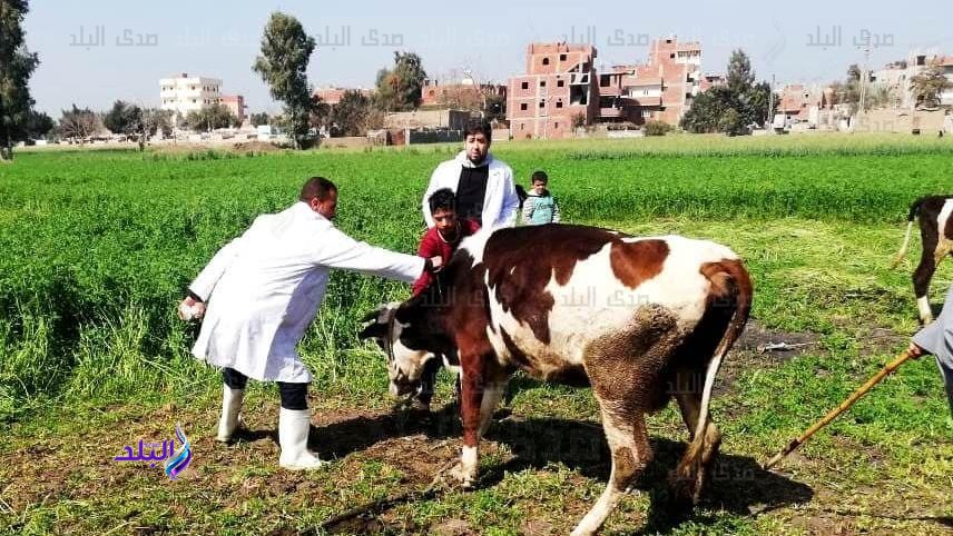 بيطري الشرقية