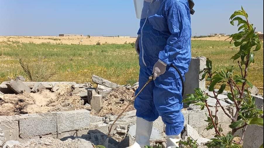 مكافحة حشرات الأرملة السوداء بقرى الشيخ زويد 