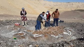 فريق الحفريات