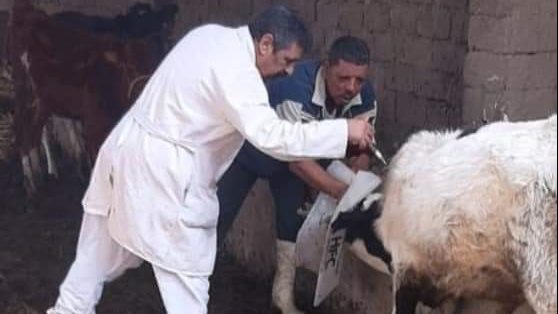 بيطري البحيرة ... استمرار فعاليات الحملة القومية للتحصين 