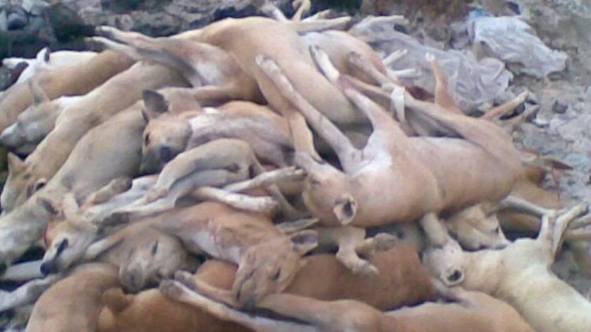 قتل الحيوانات