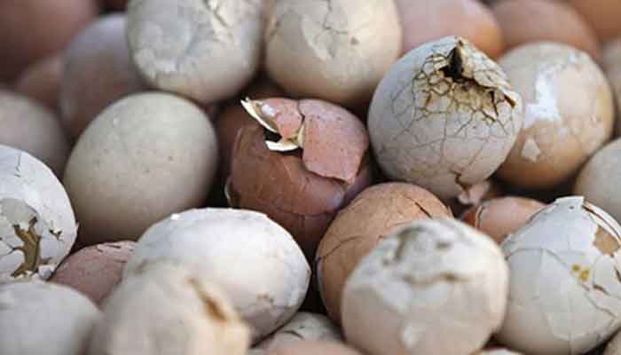 بقع سوداء على قشر البيض 