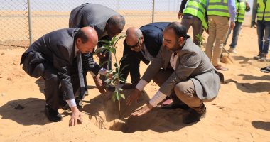 زراعة 2000 شجرة ببنبان أسوان