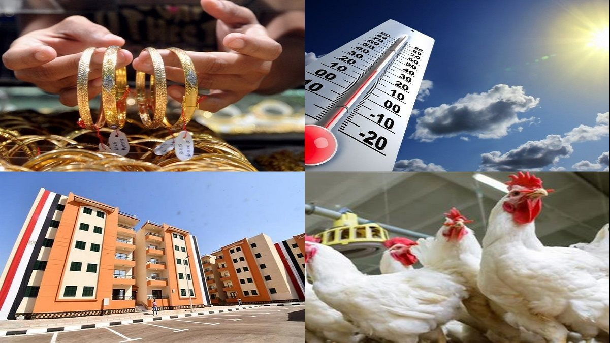 نشرة التوك شو