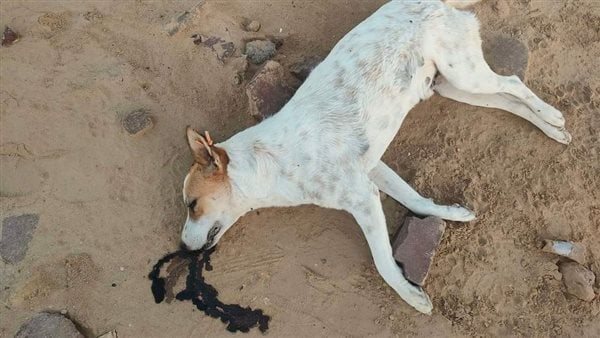 صورة موضوعية