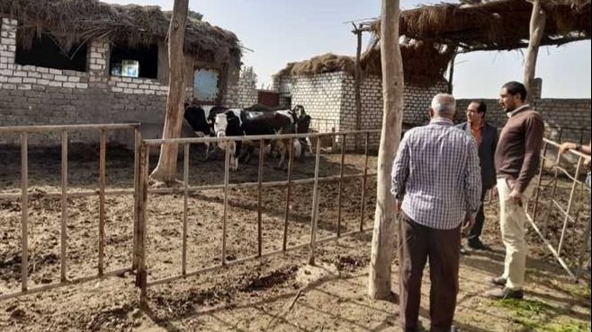 تحصين الماشية والأغنام ضد مرضى الحمي القلاعيه 