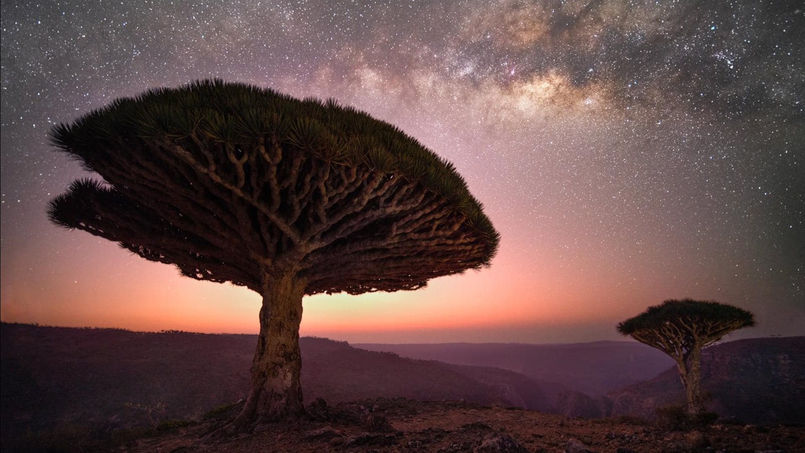 صورة درب التبانة أعلى أشجار سقطرى