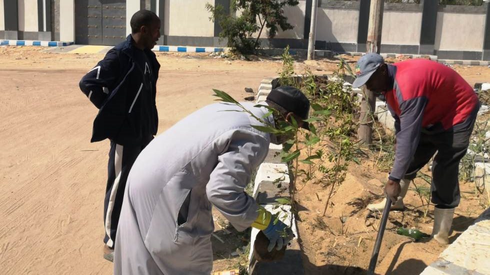 زراعة الأشجار بأسوان