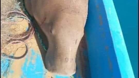 صورة موضوعية 