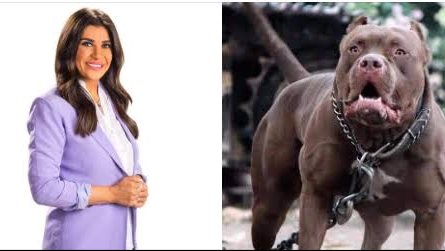 الكلب المملوك لأسرة المذيعة