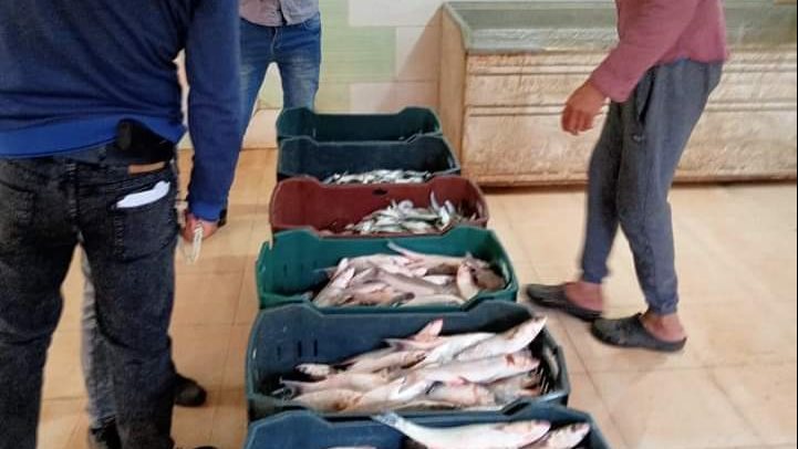 حملة تموينية على محلات بيع الاسماك