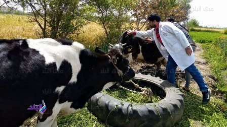 بيطري الشرقية