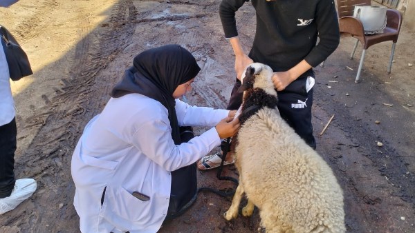 قافلة بيطرية مجانية بالأقصر 