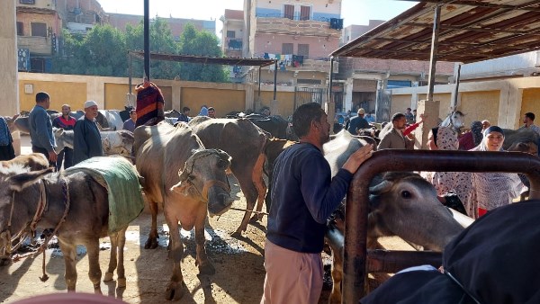 قوافل بيطرية مجانية