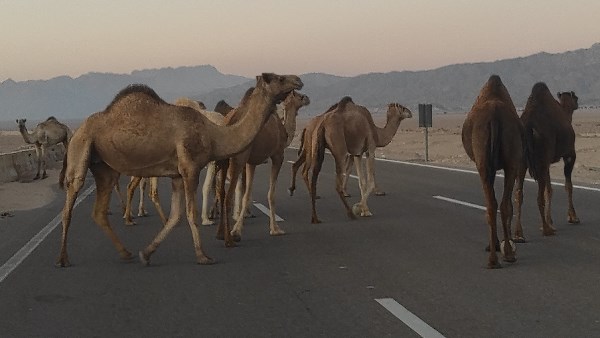 الإبل الضالة علي طرق جنوب سيناء تسبب الحوادث 