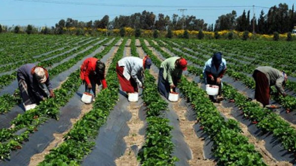 التوسع الأفقي وانتاج البذور محليًا.. أبرز انجازات القطاع الزراعي المصري خلال 2024