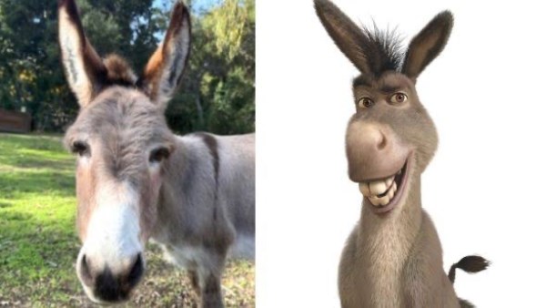 شخصية Donkey