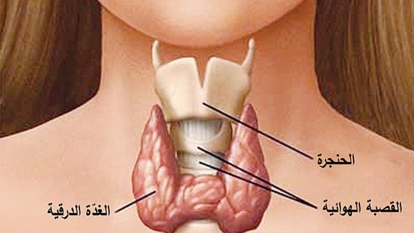 الغدة الدرقية 