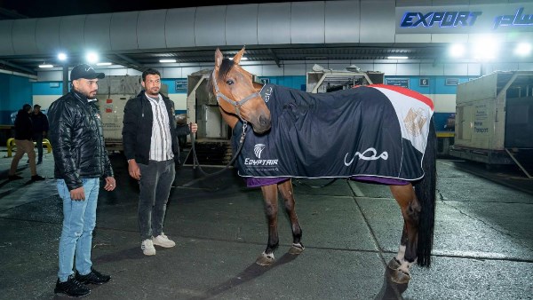 الخيول المشاركة في بطولة الفروسية الدولية بقطر