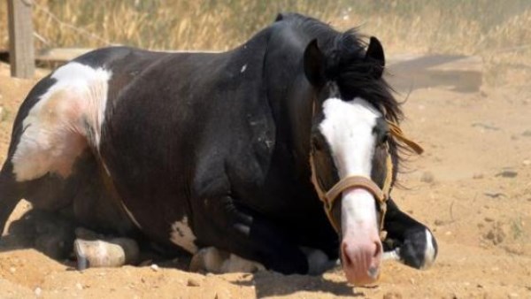 باعا لحم حصان للمواطنين في بني سويف..الحبس 5 سنوات عقوبة المتهمان بالقانون