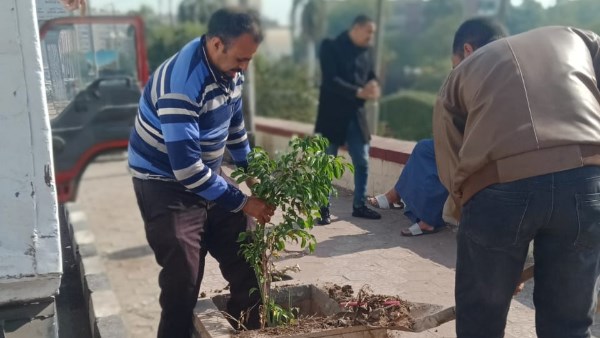 زراعة الطريق الدائري بحي غرب أسيوط بالاشجار 