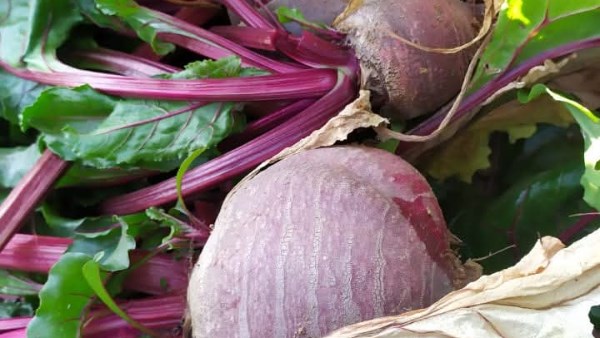 شمندر احمر شمندر احمر