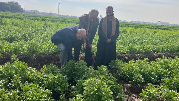 زيادة الإنتاجية للنباتات العطرية والطبية.. برنامج تدريبي بالمركزي للزراعة العضوية