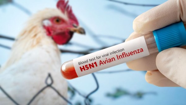 فيروس H5N1