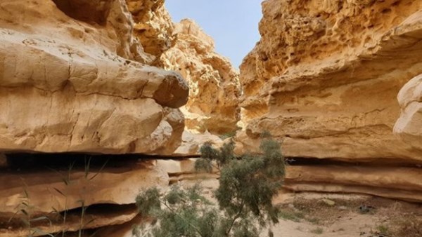 محمية وادي دجلة .. تضم  12 نوعاً من طيور الصحراء الشرقية وسلاحف مهدد بالانقراض