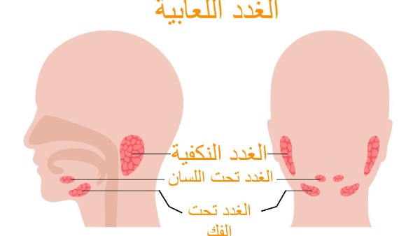 الغدد اللعابية 