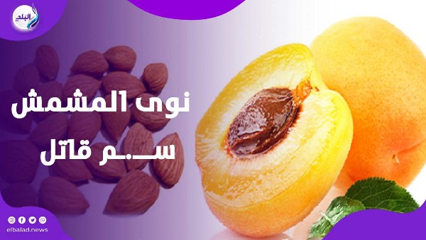نوى المشمش