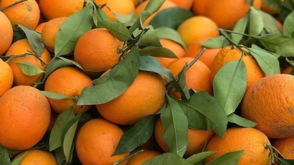 ماذا يحدث لجسمك عند تناول البرتقال؟