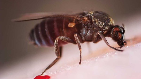 نشرة المرأة والمنوعات | وفاة طفل أردني بسبب «ذبابة الرمل السوداء» وتحذيرات من مخاطرها.. قصة زوجين صينيين ظنهما الناس توأم متماثل بسبب تطابق ملامحهما نشرة المرأة والمنوعات | وفاة طفل أردني بسبب «ذبابة الرمل السوداء» وتحذيرات من مخاطرها.. قصة زوجين صينيين ظنهما الناس توأم متماثل بسبب تطابق ملامحهما