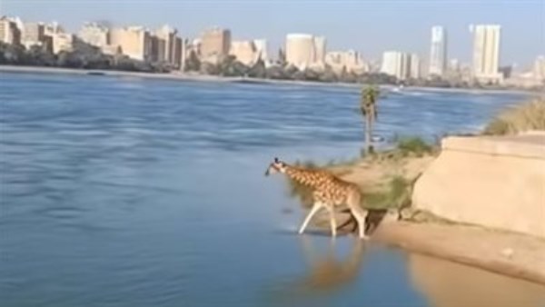 نزول الزرافة في نهر النيل