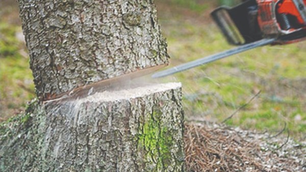 قطع الأشجار قطع الأشجار