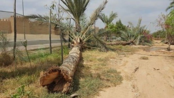 قطع النخيل قطع النخيل