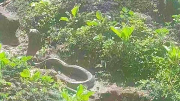 صورة الثعبان