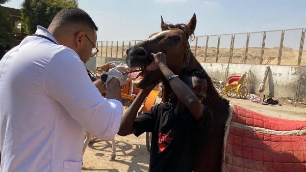 قافلة بيطرية